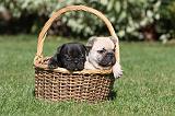 BOULEDOGUE FRANCAIS 457